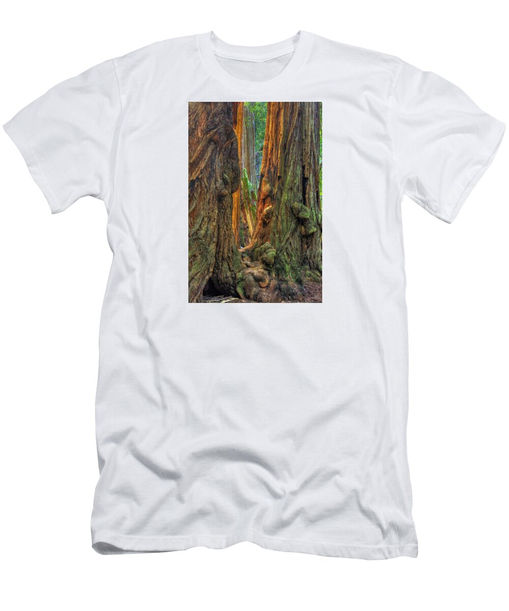 California T-Shirt featuring the photograph Golden Light Reaches the Grove Floor Muir Woods National Monument Late Winter Early Afternoon by Michael Mazaika