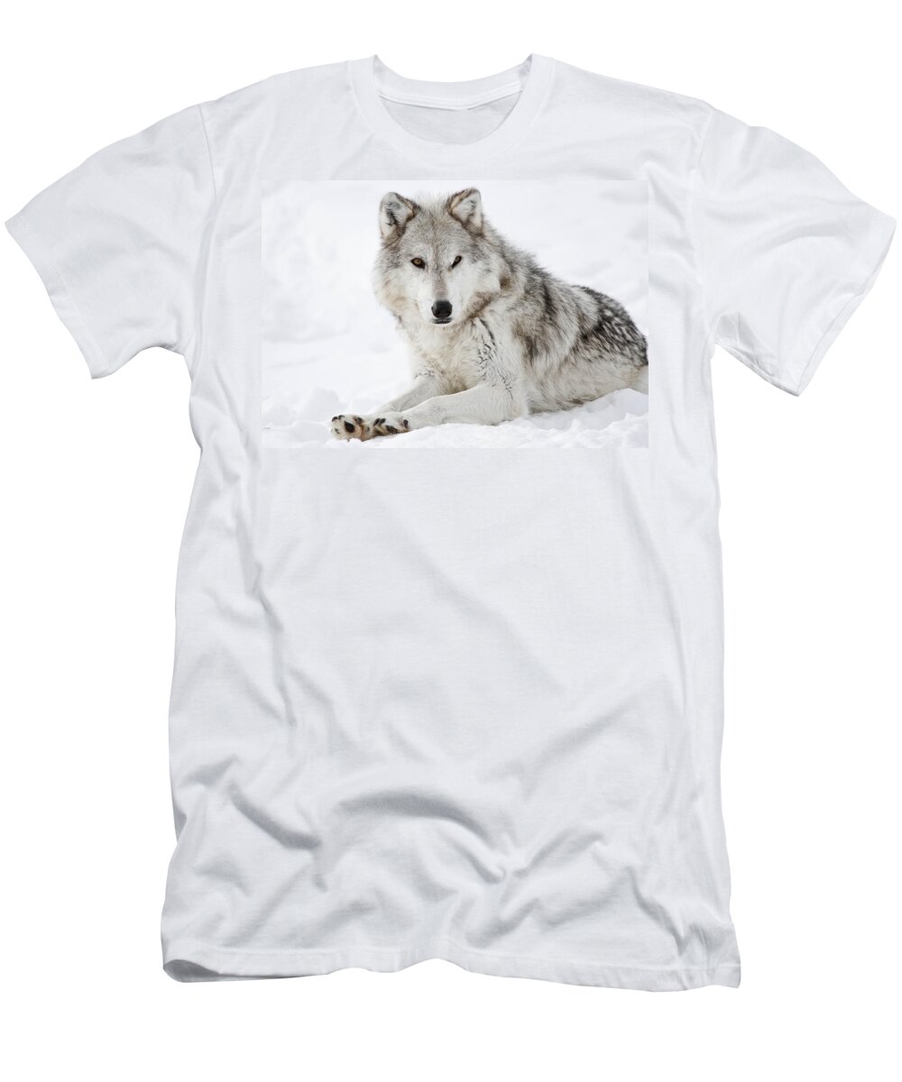 Wolves T-Shirt featuring the photograph Grey In The Snow by Athena Mckinzie