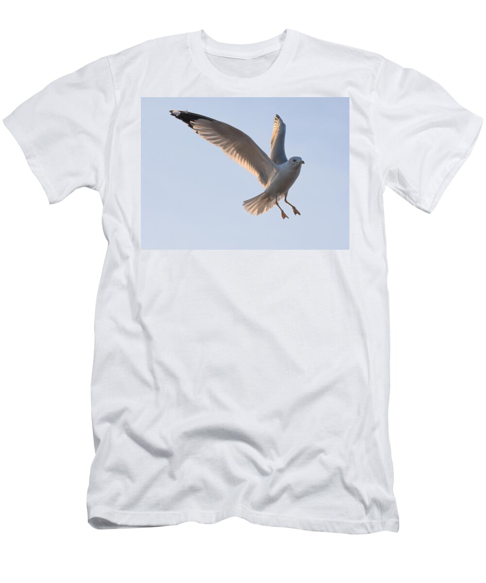 Gull T-Shirt featuring the photograph Gull Ready to Land by Holden The Moment