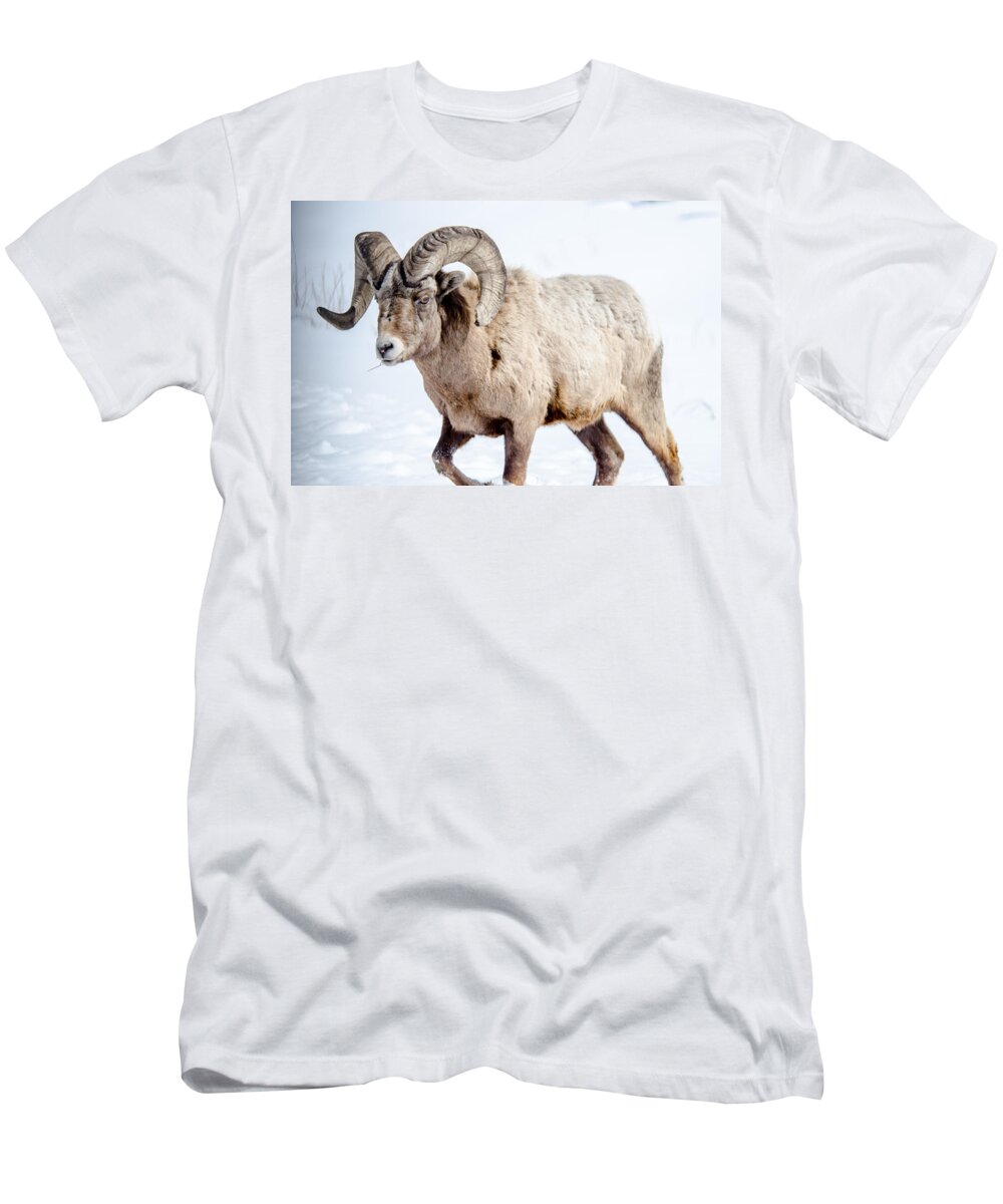 Big Horn Sheep T-Shirt featuring the photograph Big Horns on this Big Horn Sheep by Roxy Hurtubise