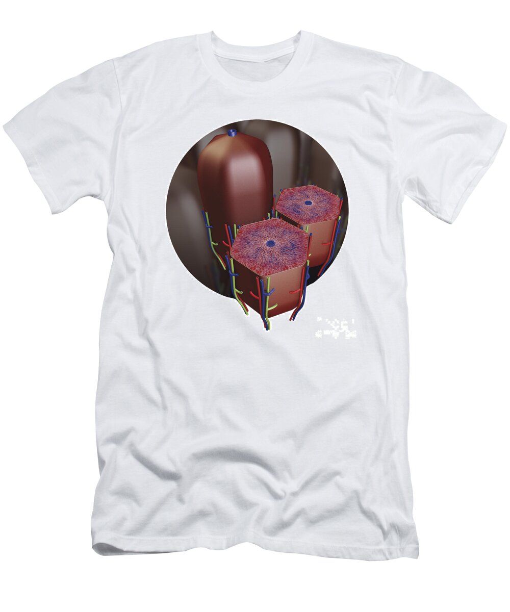 Anatomy T-Shirt featuring the photograph Human Liver Lobules, Cross-section by Dorling Kindersley
