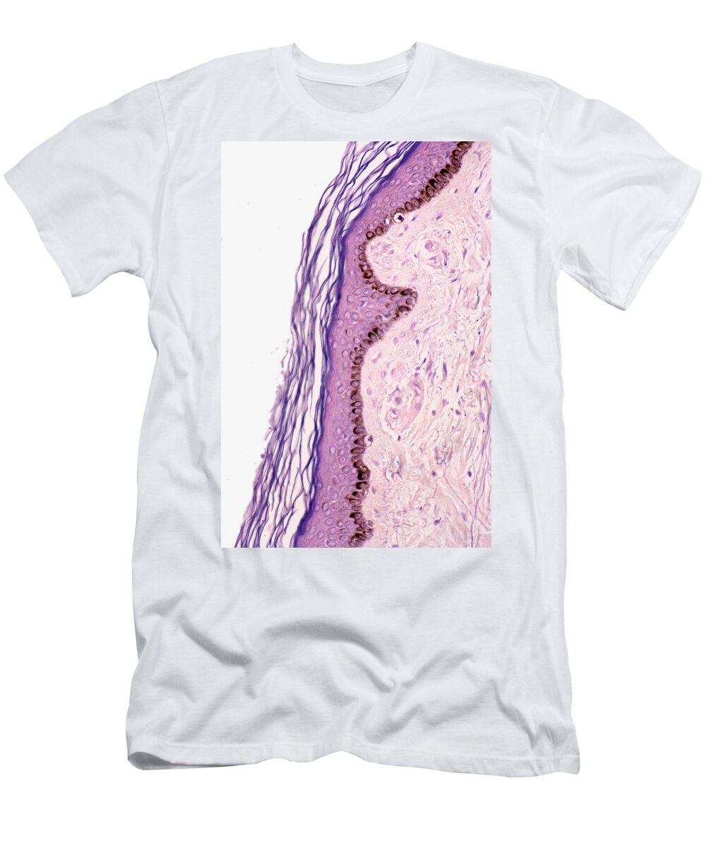 Light Micrograph T-Shirt featuring the photograph Human Skin, Lm by Science Stock Photography