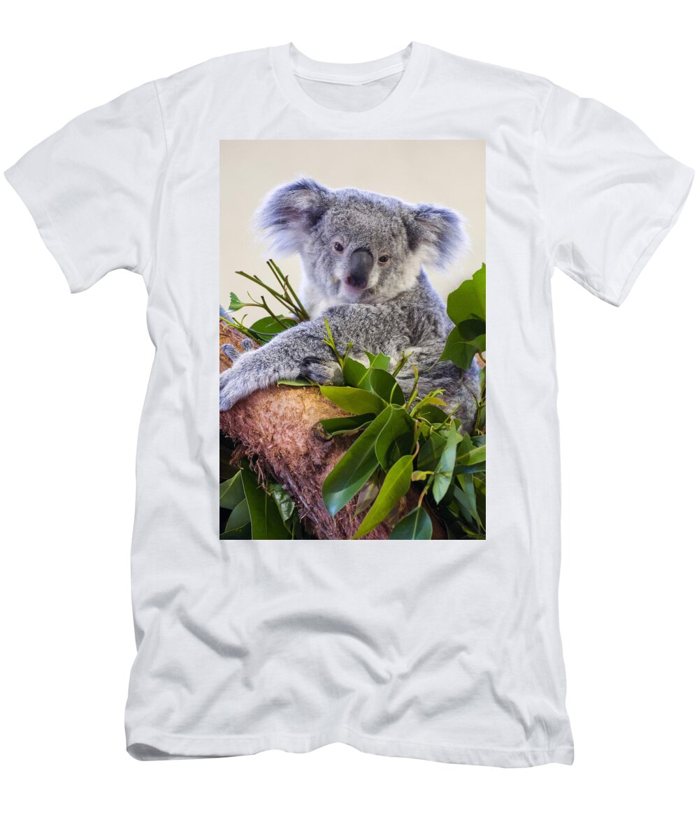 Koala T-Shirt featuring the photograph Koala on top of a tree by Flees Photos