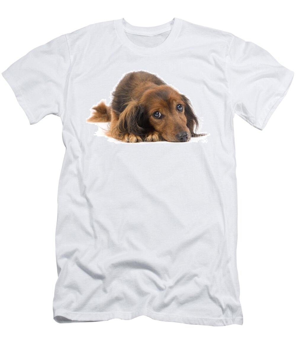 Dachshund T-Shirt featuring the photograph Long-haired Dachshund by Jean-Michel Labat