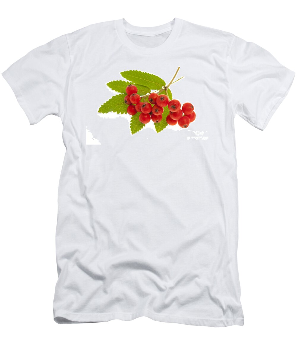 Berries T-Shirt featuring the photograph Mountain ash berries 3 by Elena Elisseeva
