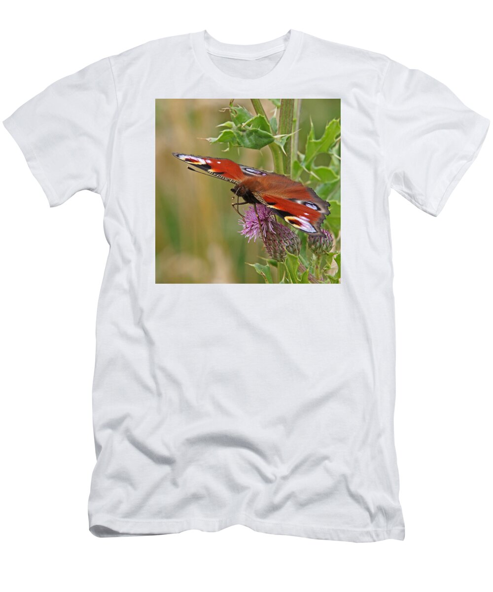 Butterfly T-Shirt featuring the photograph Peacock Butterfly on Thistle Square by Gill Billington