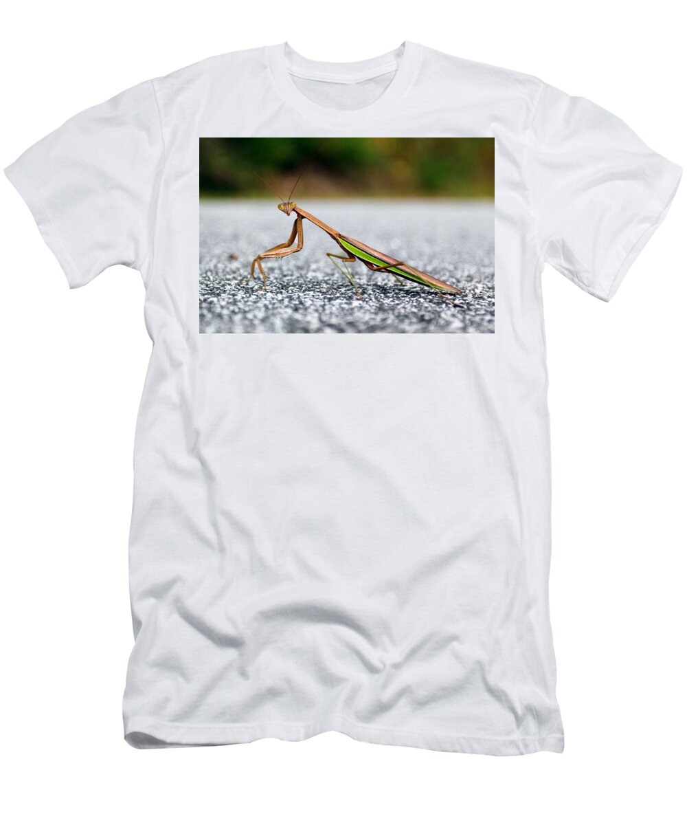 Insects T-Shirt featuring the photograph Posing for the Camera by Jennifer Robin