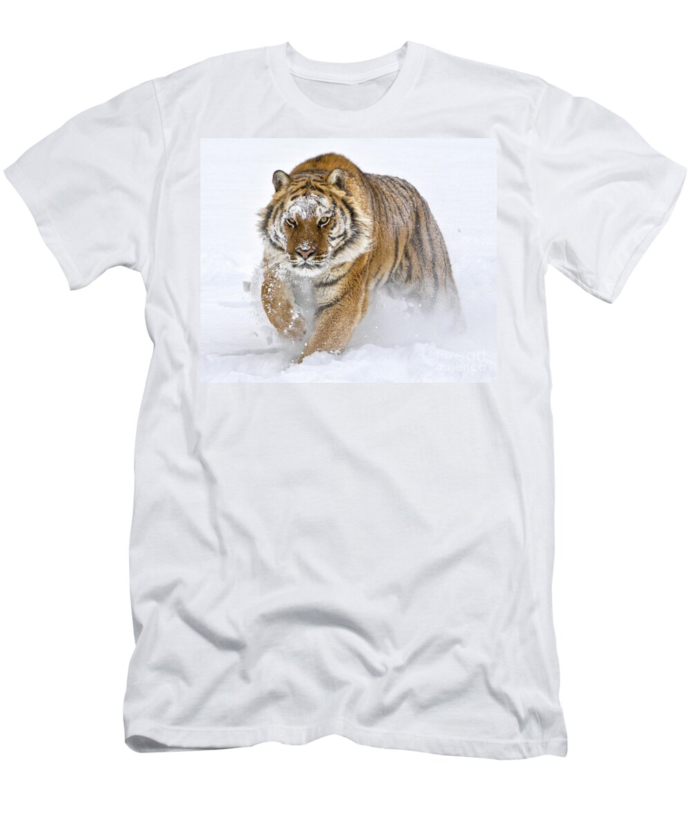 Siberian Tiger T-Shirt featuring the photograph Siberian Tiger Charge by Jerry Fornarotto
