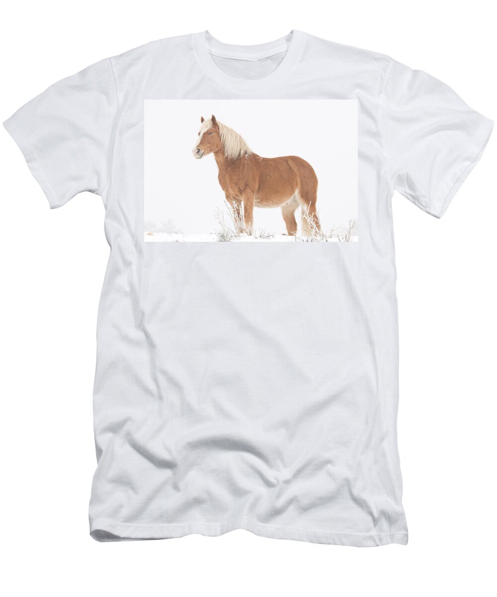 Palomino T-Shirt featuring the photograph Smiling Palomino in the Snow by James BO Insogna