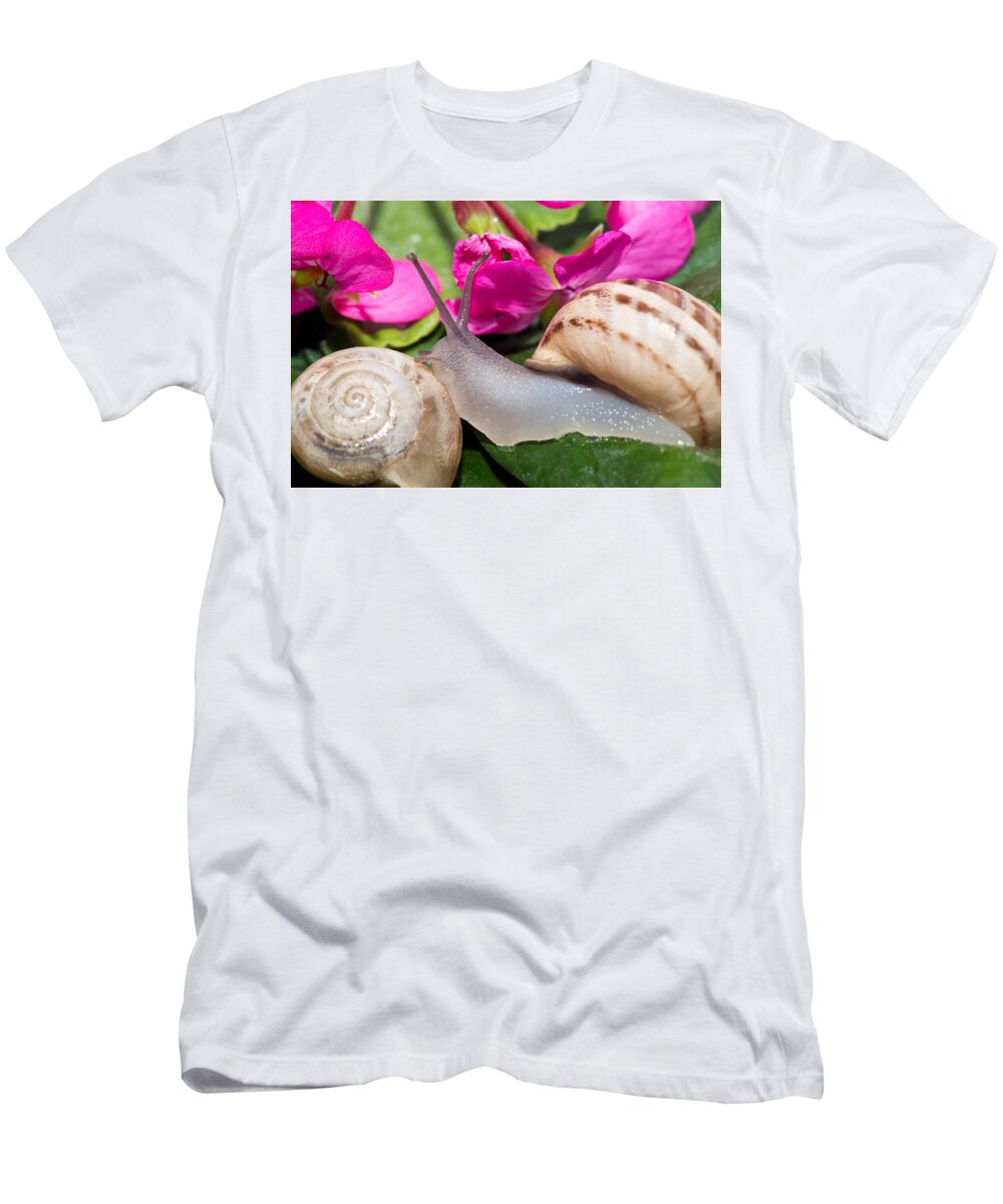Animal T-Shirt featuring the photograph Snails by Roy Pedersen