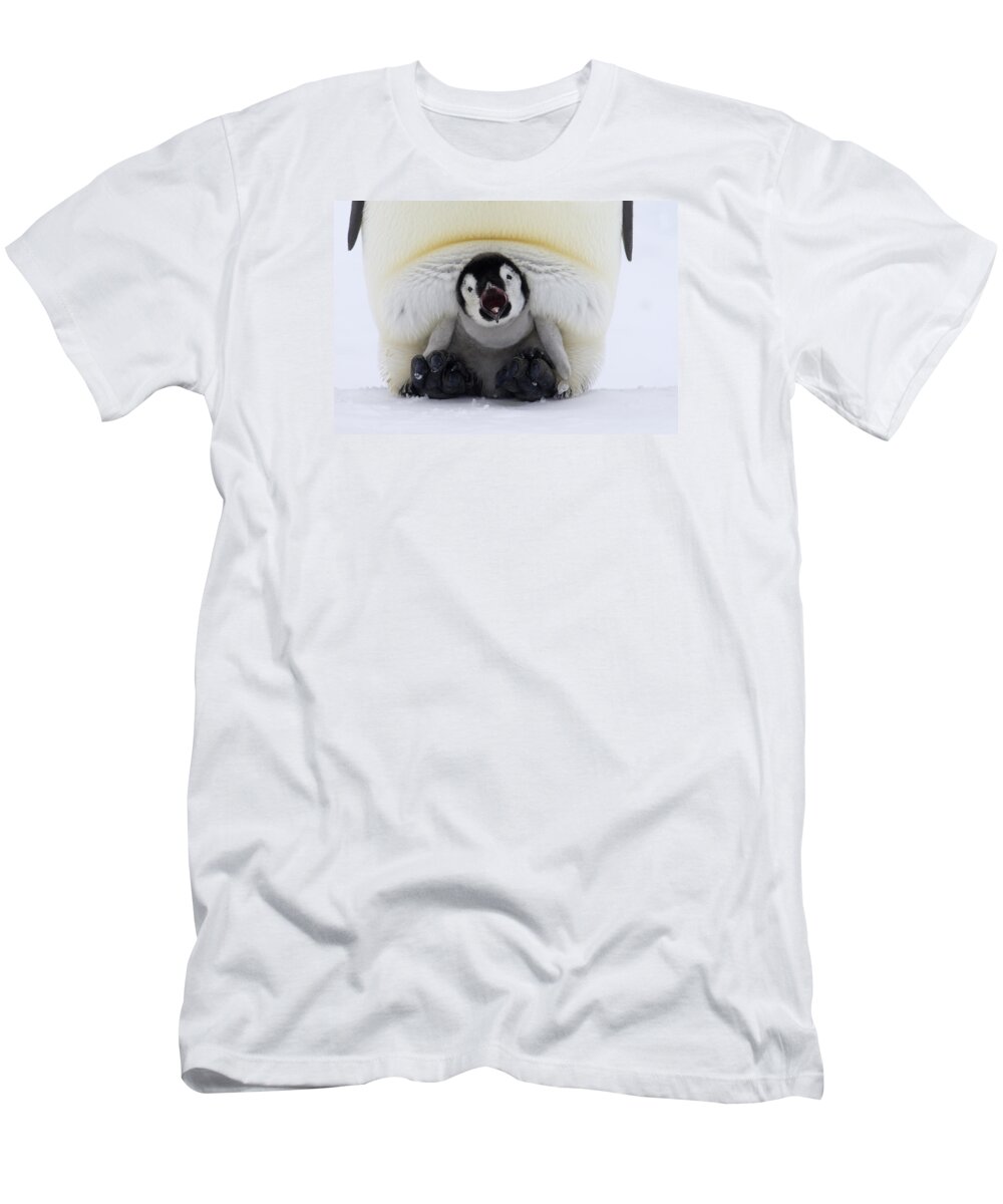Adult T-Shirt featuring the photograph Snug Emperor Chick Calling by Rob Reijnen