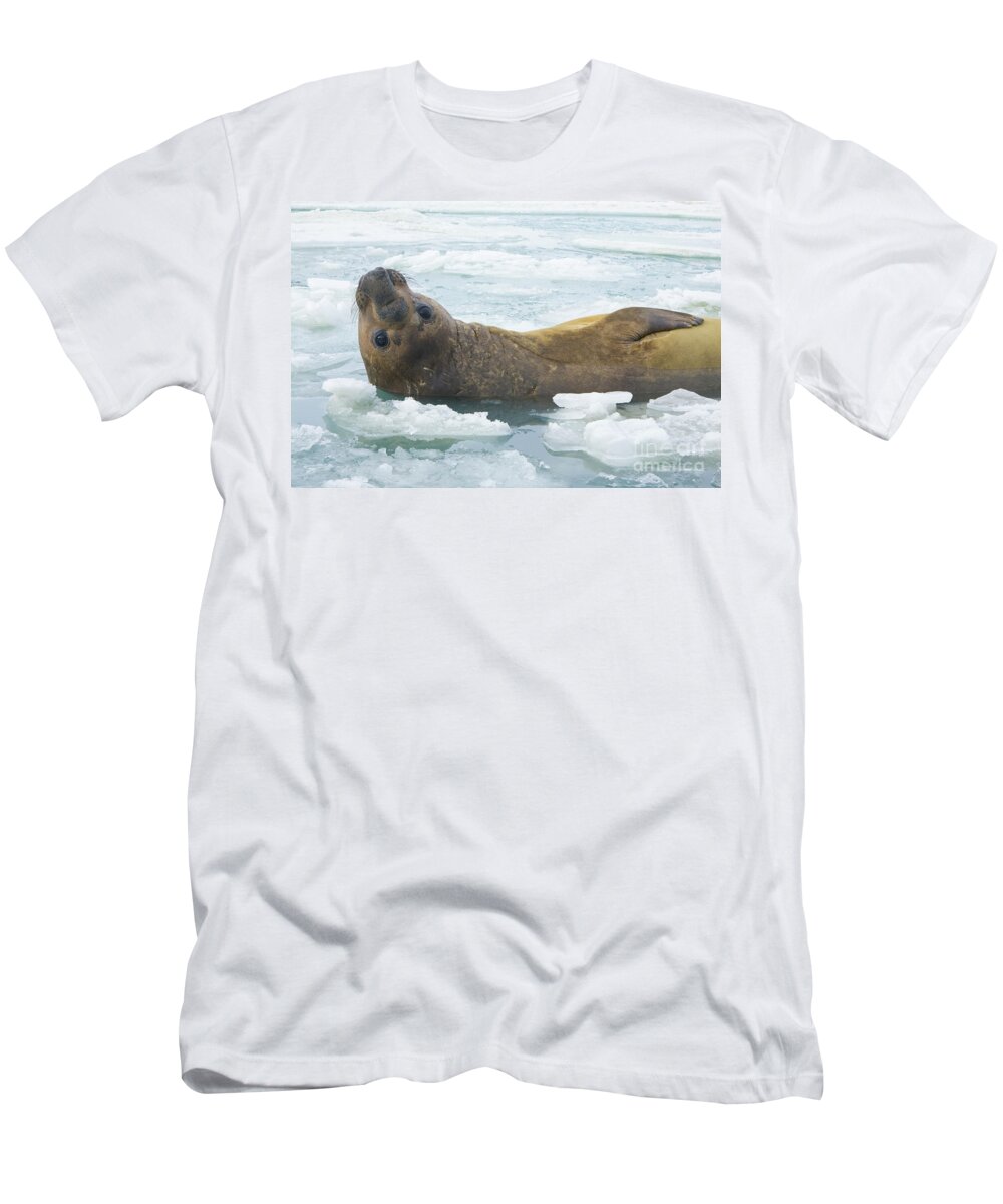00345893 T-Shirt featuring the photograph Southern Elephant Seal Reclining by Yva Momatiuk John Eastcott