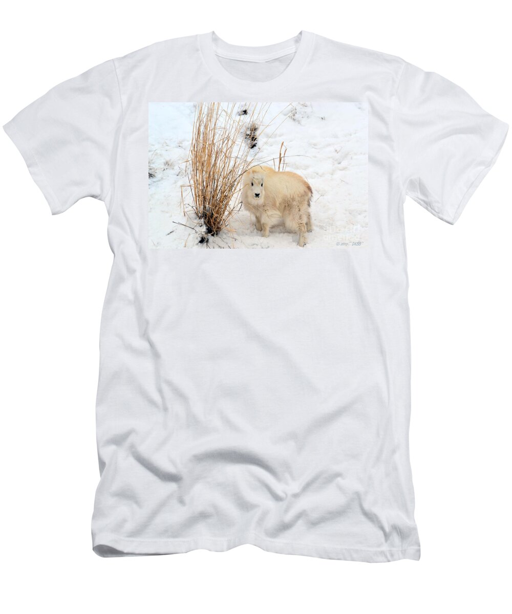 Mountain Goats T-Shirt featuring the photograph Sweet Little One by Dorrene BrownButterfield