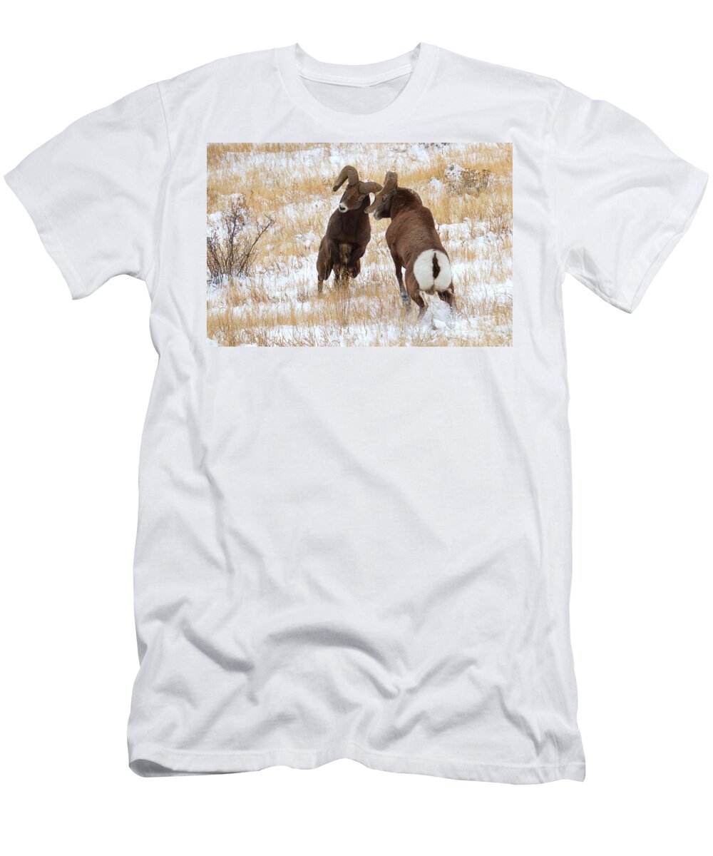 Bighorn Sheep T-Shirt featuring the photograph The Battle for Dominance by Jim Garrison