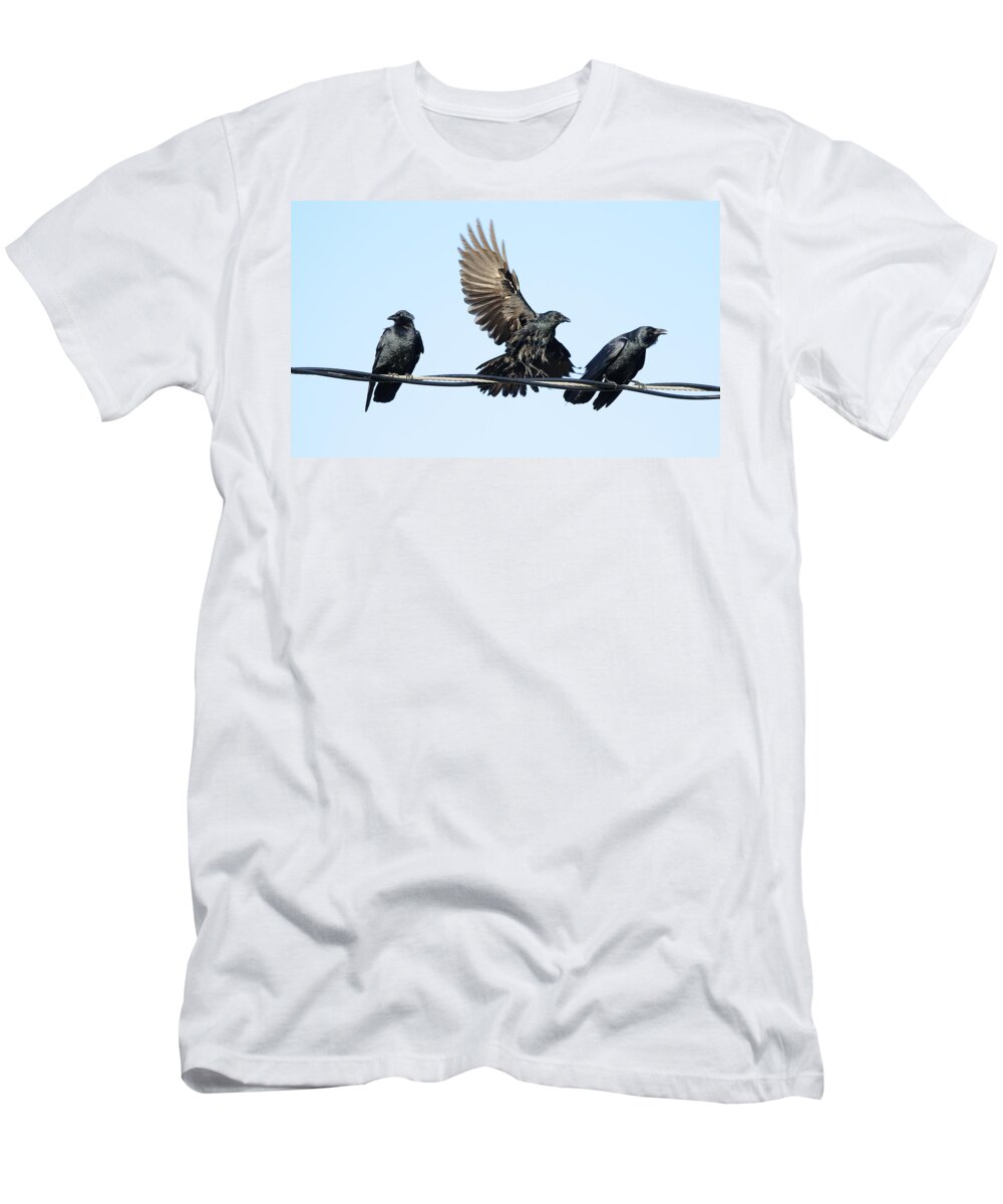 Crow T-Shirt featuring the photograph Three Crows on a Wire. by Bradford Martin