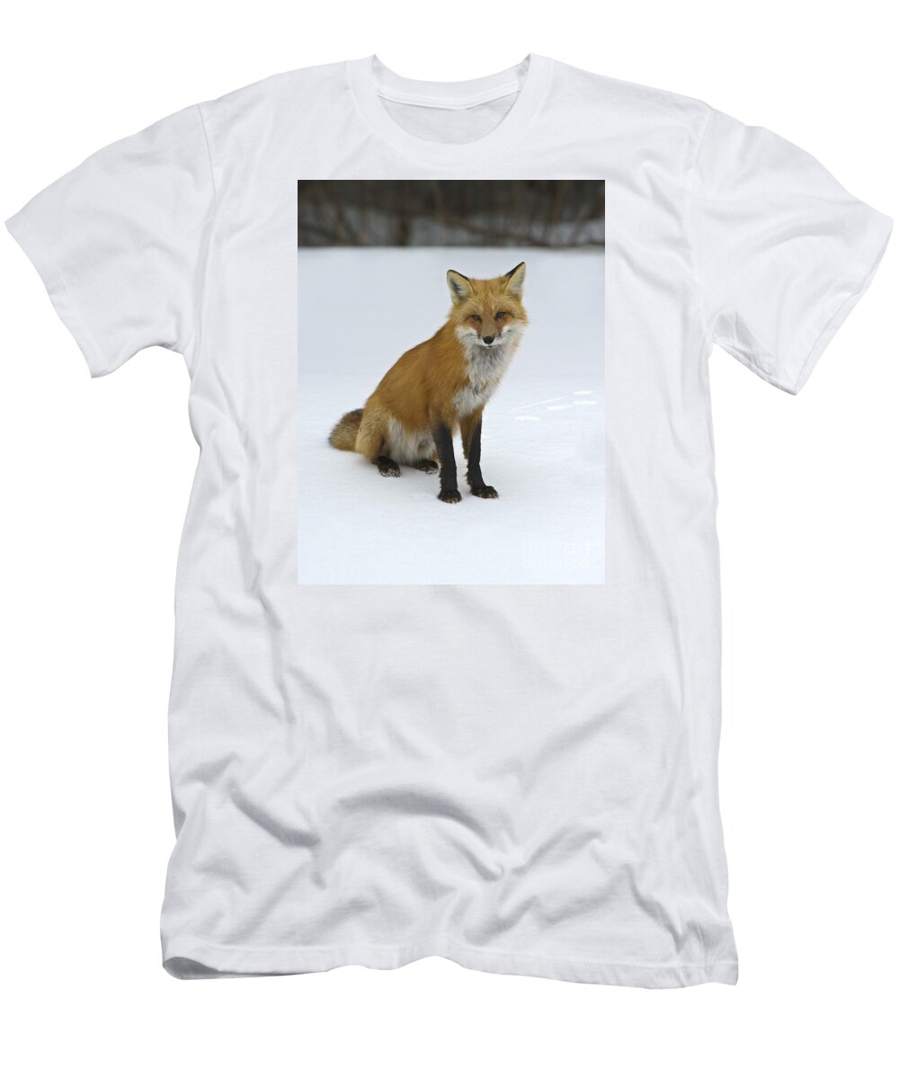 Festblues T-Shirt featuring the photograph Wild Canids... by Nina Stavlund