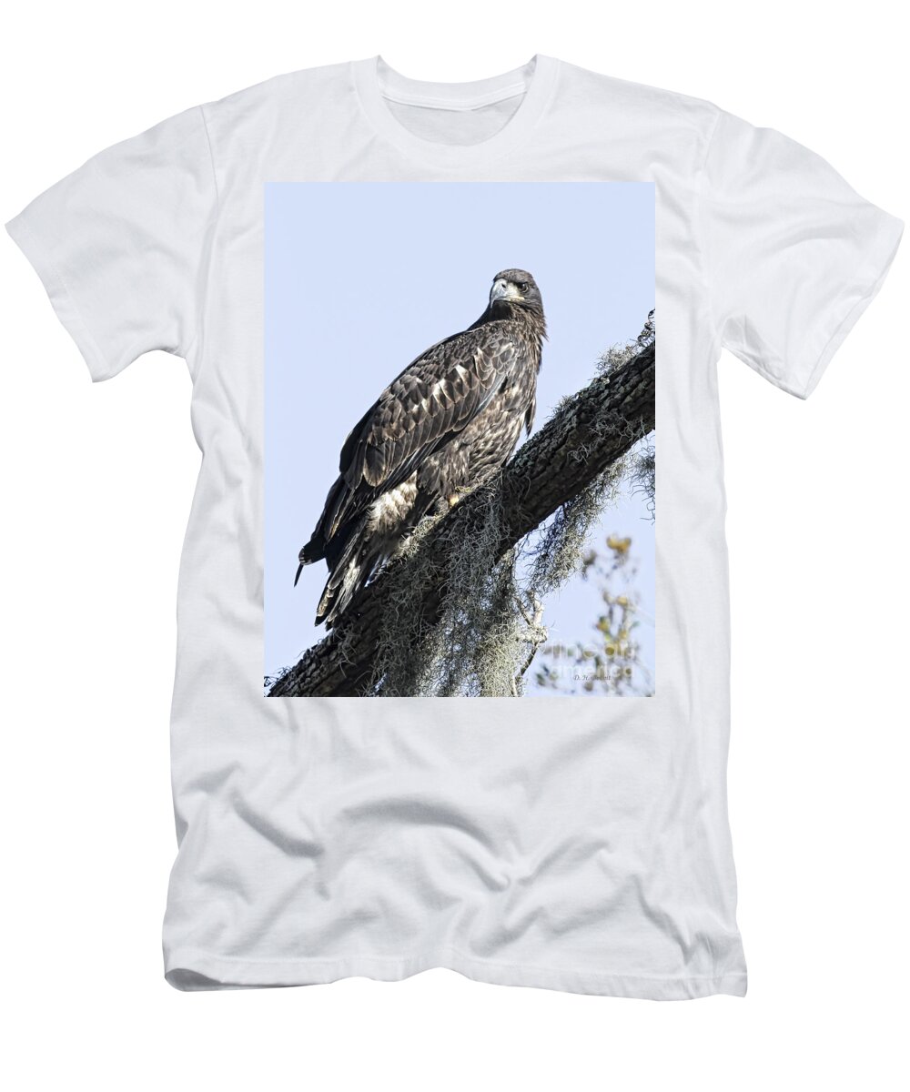 Raptor T-Shirt featuring the photograph Young Eagle Pose by Deborah Benoit