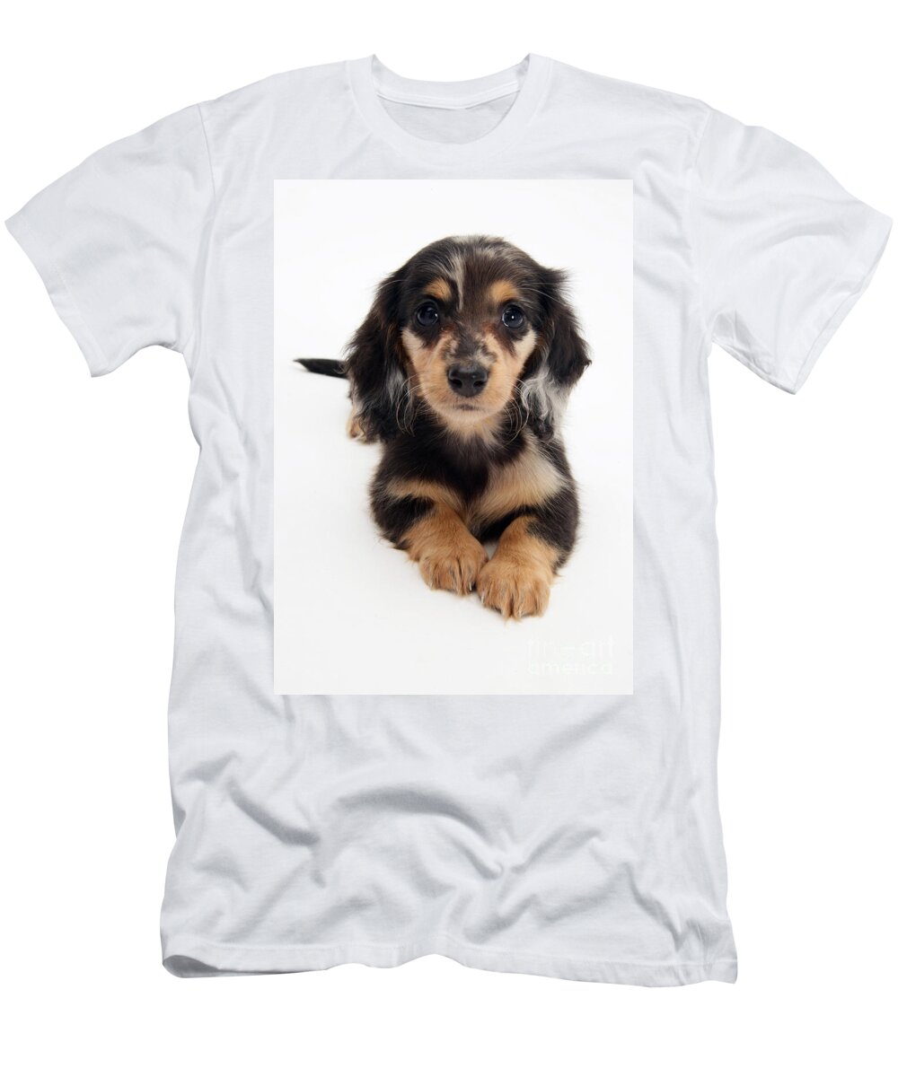 Dachshund T-Shirt featuring the photograph Dachshund Pup by Jane Burton