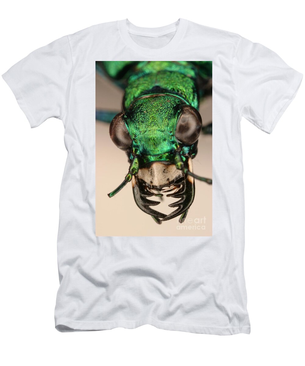 Tiger Beetle T-Shirt featuring the photograph Tiger Beetle #3 by Ted Kinsman
