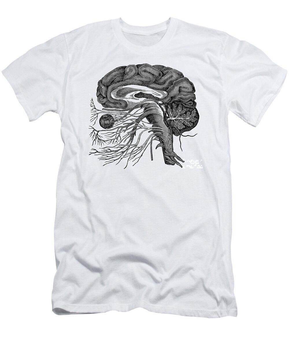 Brain T-Shirt featuring the photograph Brain And Cranial Nerves #4 by Science Source