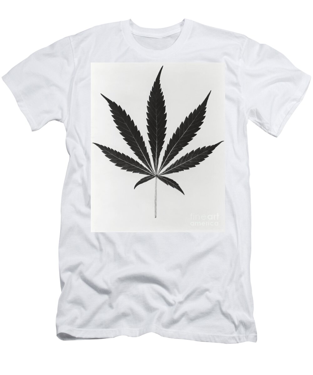 Plant T-Shirt featuring the photograph Cannabis Sativa, Marijuana Leaf #3 by Science Source