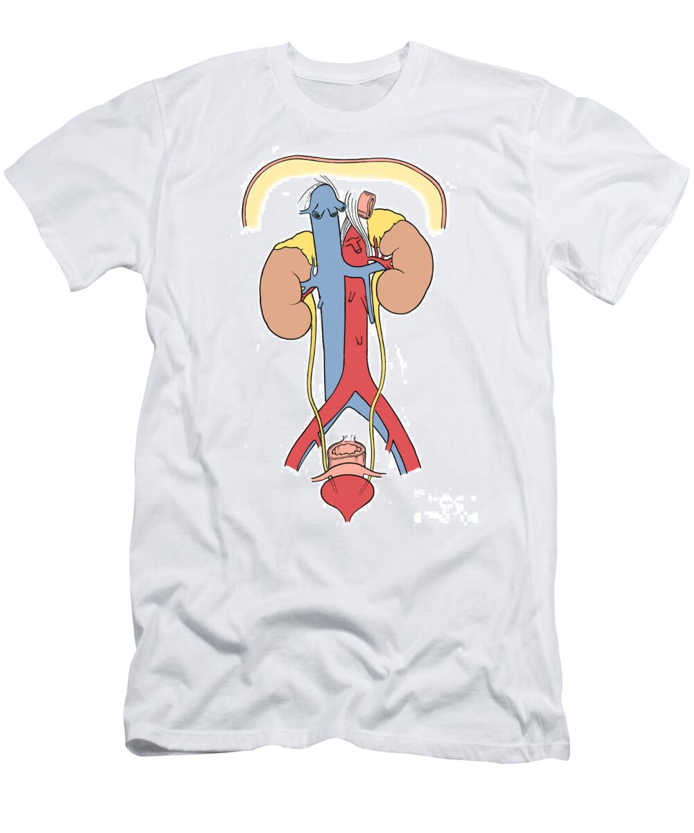 Anatomy T-Shirt featuring the photograph Illustration Of Female Urinary System #3 by Science Source