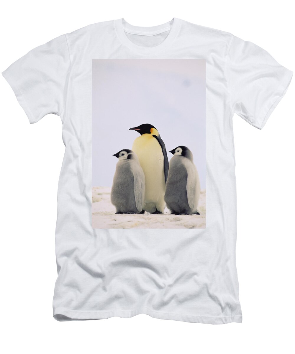 Mp T-Shirt featuring the photograph Emperor Penguin Aptenodytes Forsteri by Konrad Wothe
