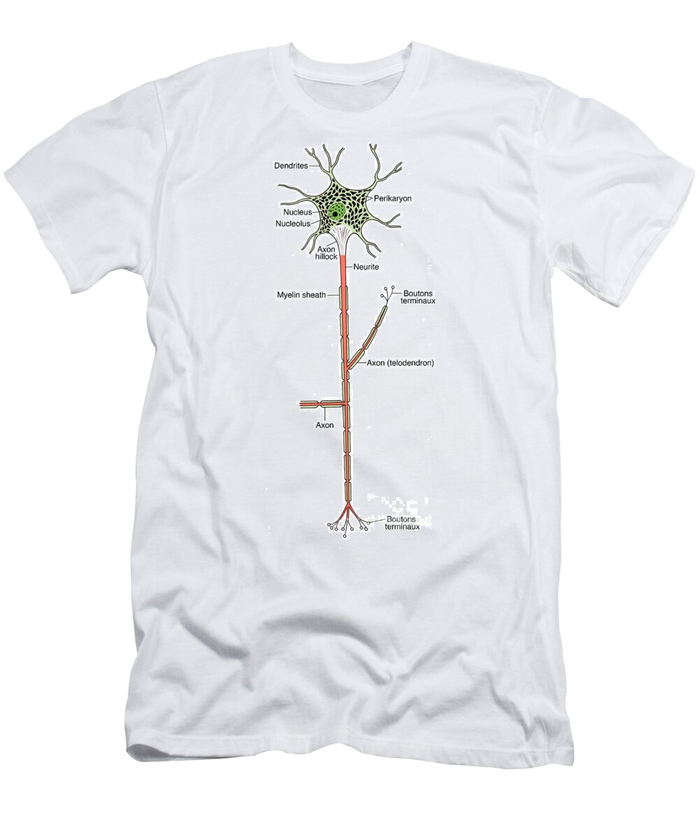 Medical T-Shirt featuring the photograph Illustration Of Motor Neuron #8 by Science Source