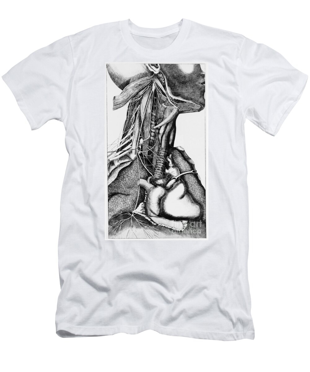 Anatomy T-Shirt featuring the photograph Anatomy Of The Neck by Science Source