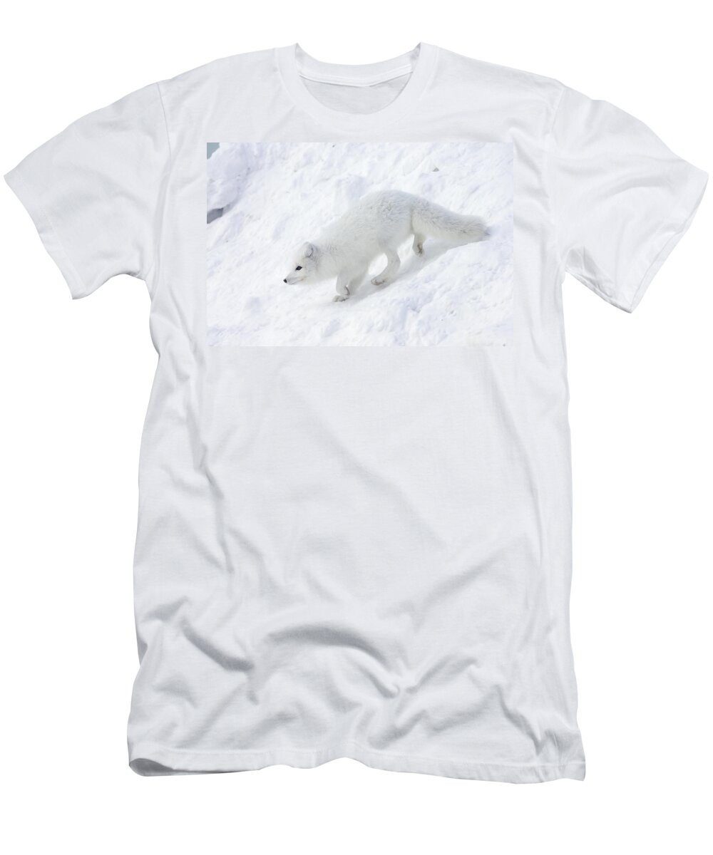 Mp T-Shirt featuring the photograph Arctic Fox Alopex Lagopus On Snow Drift by Matthias Breiter