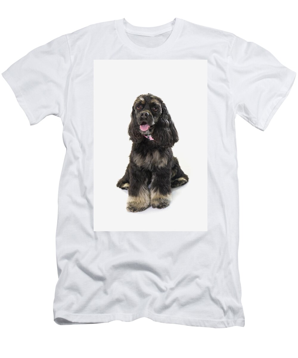 Black T-Shirt featuring the photograph Black Cocker Spaniel With Golden Boots by Corey Hochachka