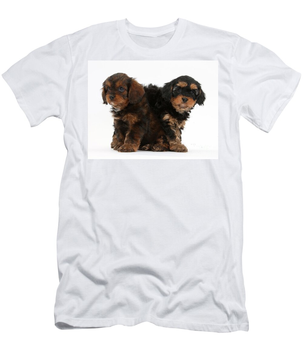 Dog T-Shirt featuring the photograph Cavapoo Pups by Mark Taylor