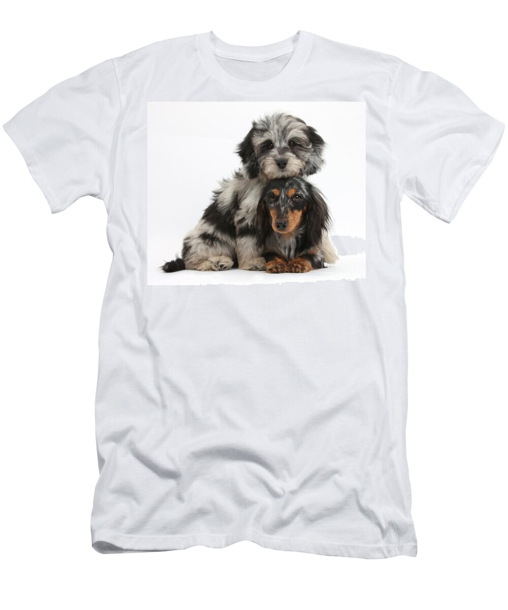 Animal T-Shirt featuring the photograph Doxie-doodle and Dachshund Puppies by Mark Taylor
