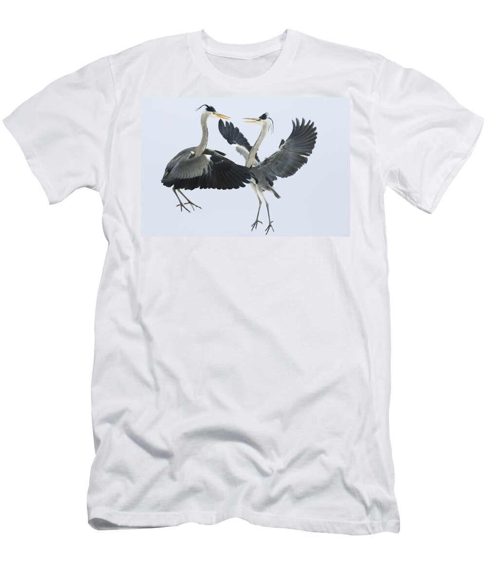 Mp T-Shirt featuring the photograph Grey Heron Ardea Cinerea Pair Fighting by Konrad Wothe
