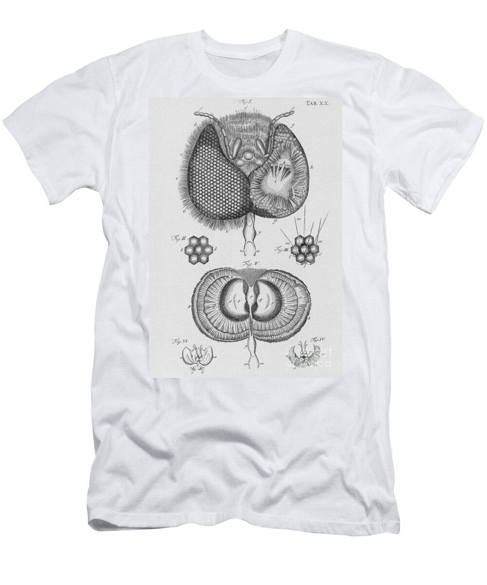Insect T-Shirt featuring the photograph Honey Bee Eye, 17th Century by Photo Researchers