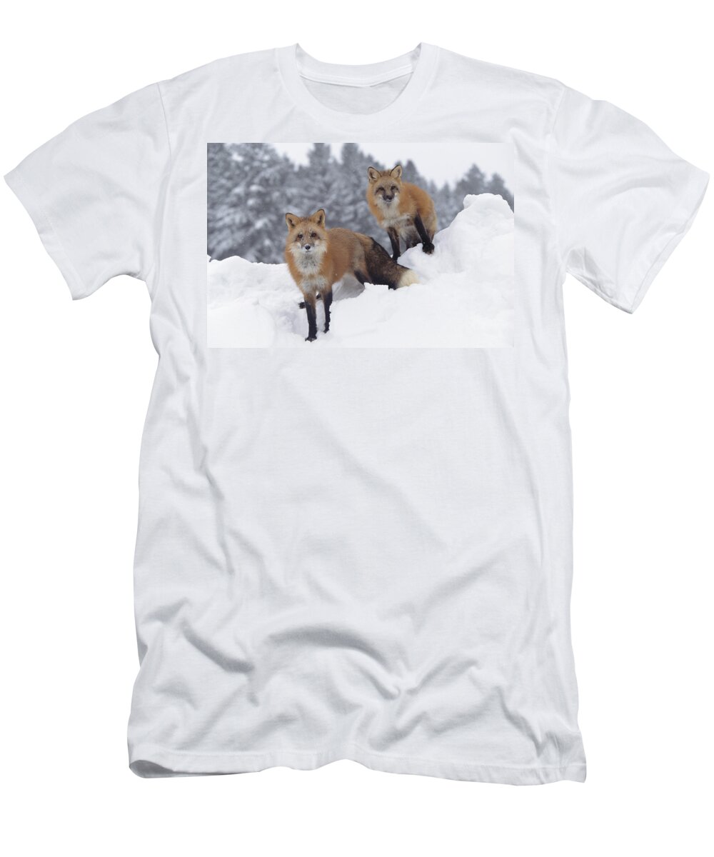 00170073 T-Shirt featuring the photograph Red Fox Pair In Snow Fall Showing by Tim Fitzharris