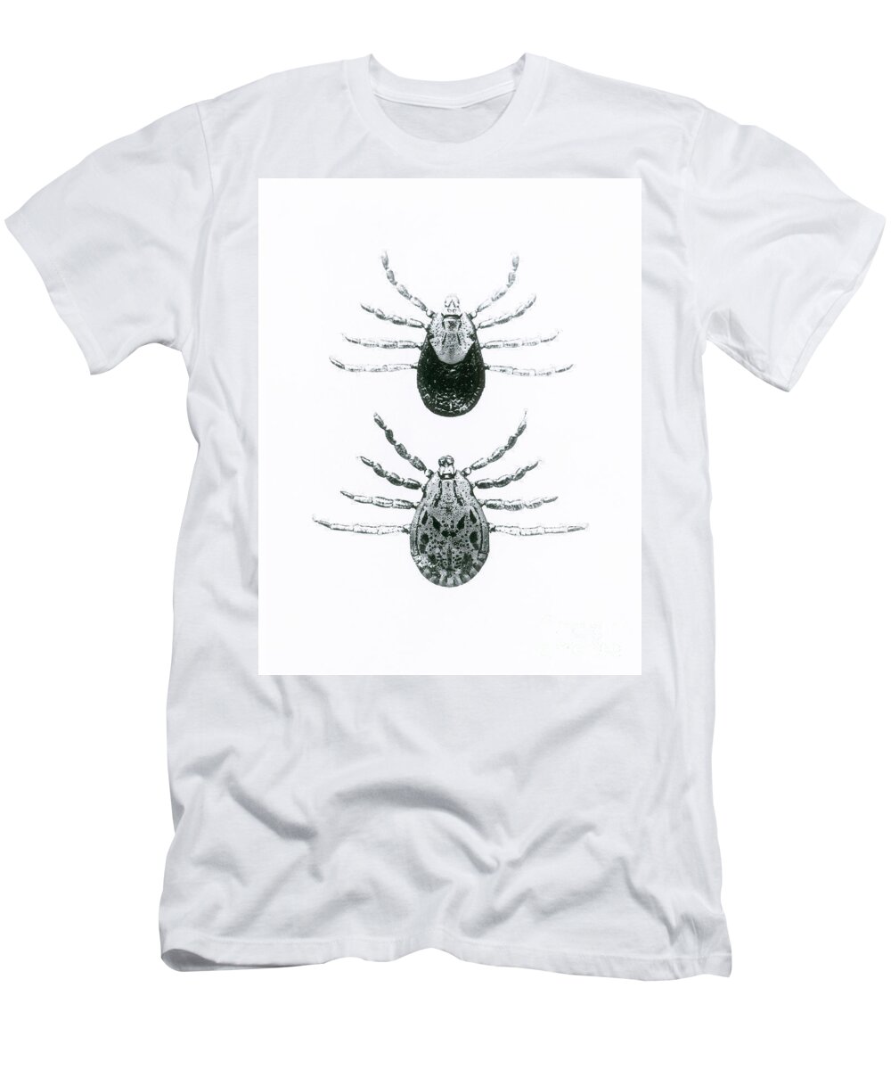 Animal T-Shirt featuring the photograph Rocky Mountain Spotted Fever Ticks by Omikron
