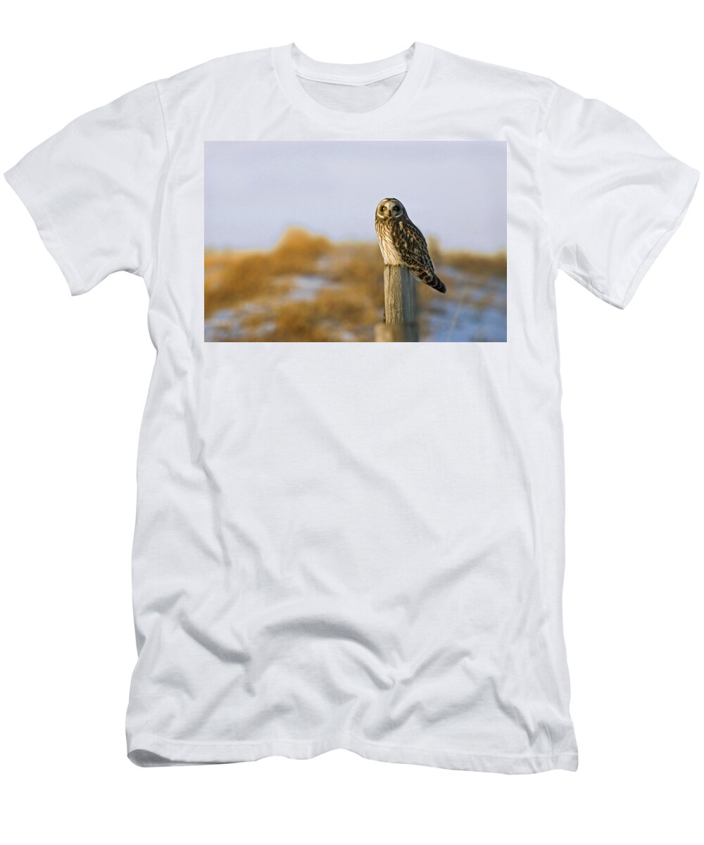 Carnivorous T-Shirt featuring the photograph Short-eared Owl, Alberta, Canada by Philippe Widling