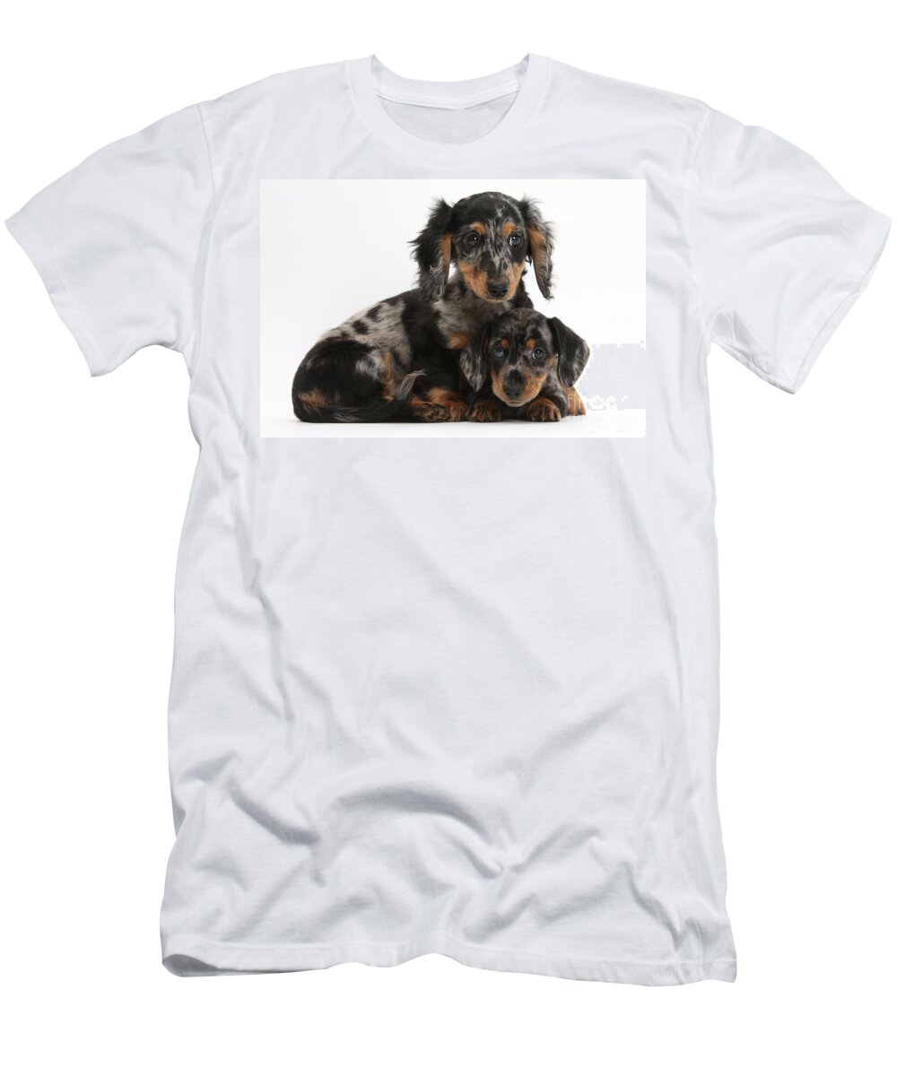 Dachshund T-Shirt featuring the photograph Tricolor Dachshund Puppies by Mark Taylor