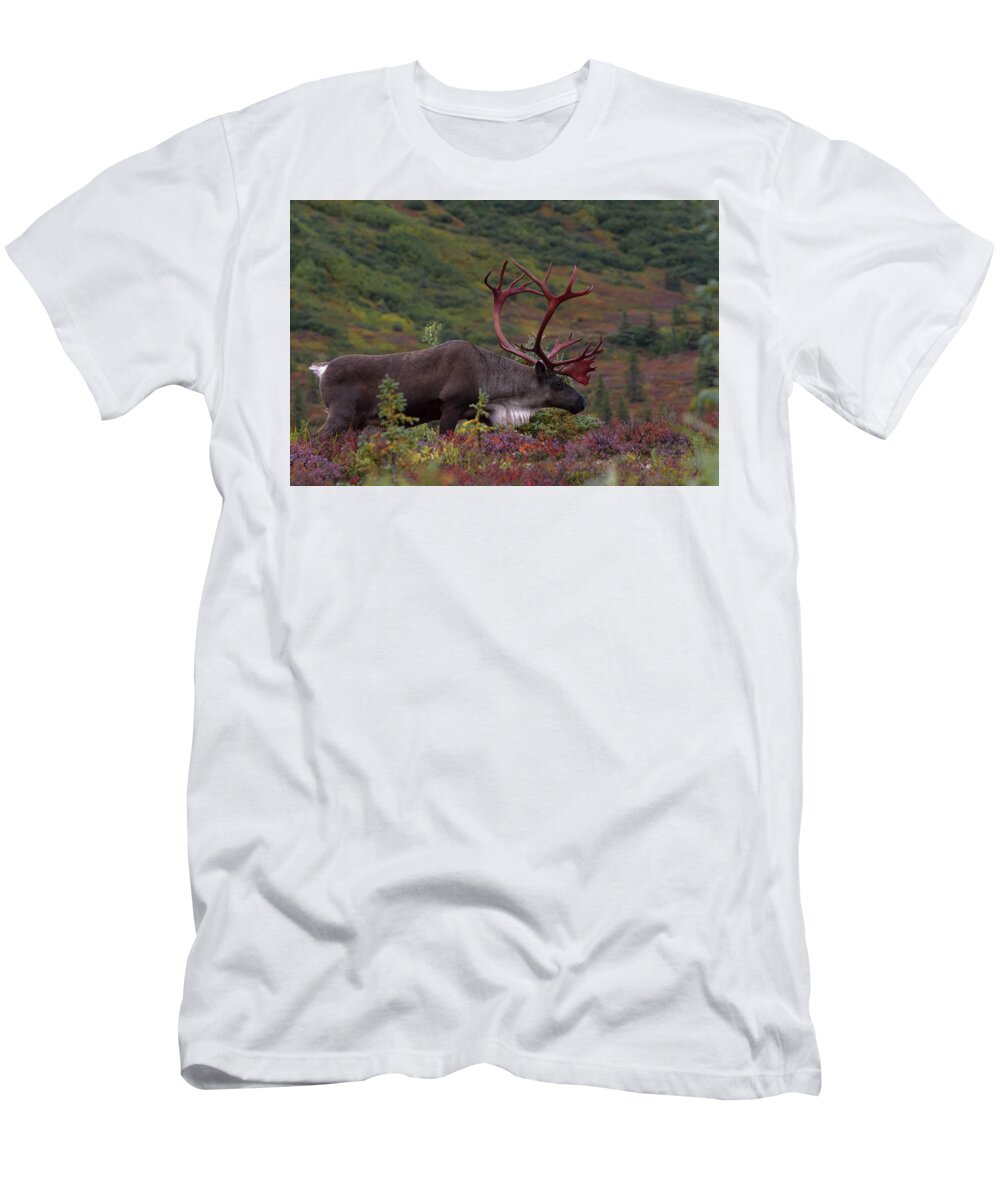 Alaska T-Shirt featuring the photograph Denali Caribou Herd #1 by Scott Slone