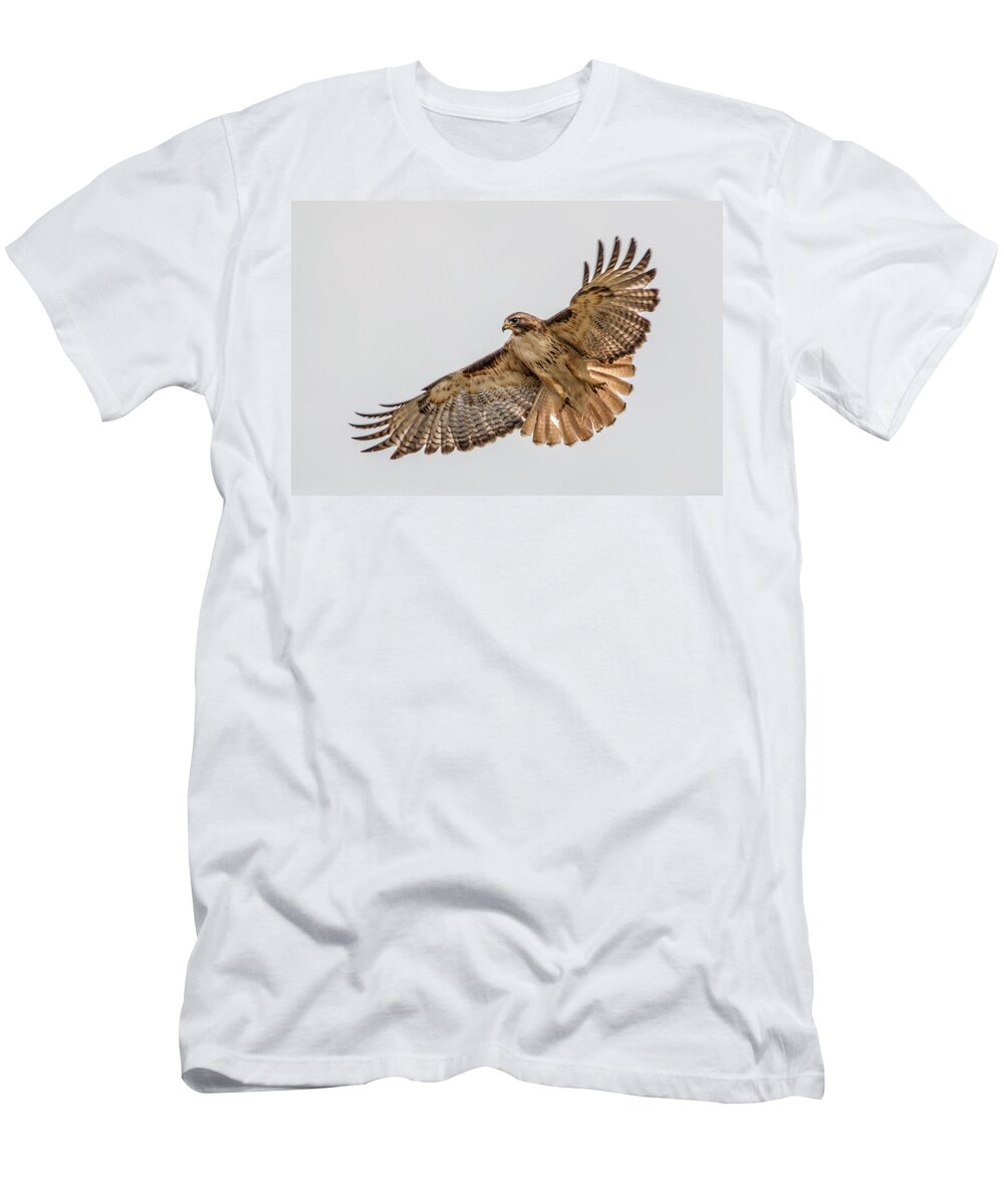 Birds T-Shirt featuring the photograph Red-Tailed Hawk Hover #2 by Dawn Key