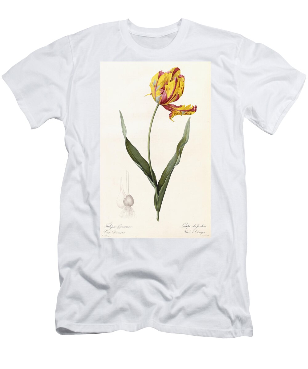 Tulip T-Shirt featuring the painting Tulip by Pierre Joseph Redoute