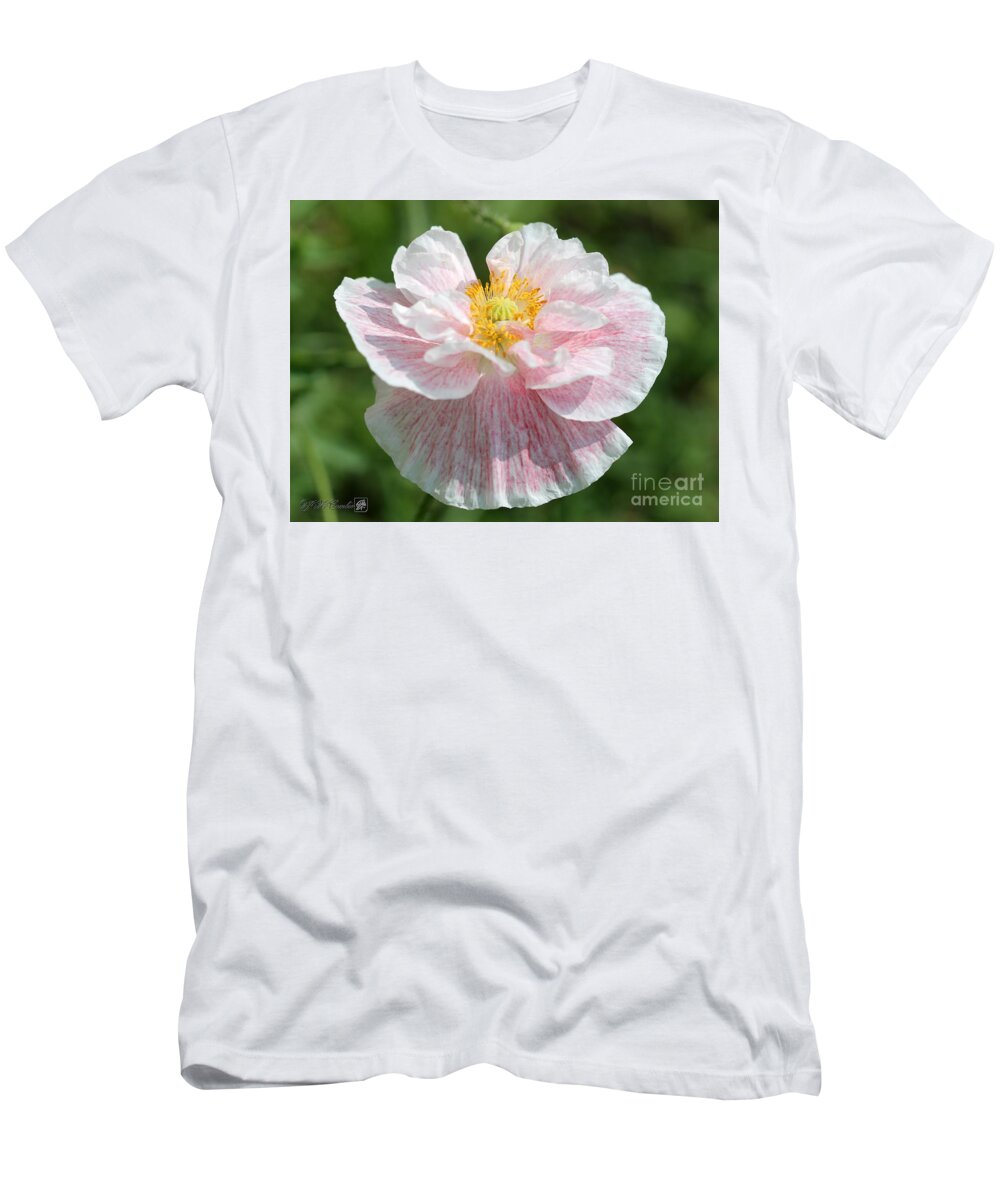 Mccombie T-Shirt featuring the photograph Angel's Choir Poppy #3 by J McCombie