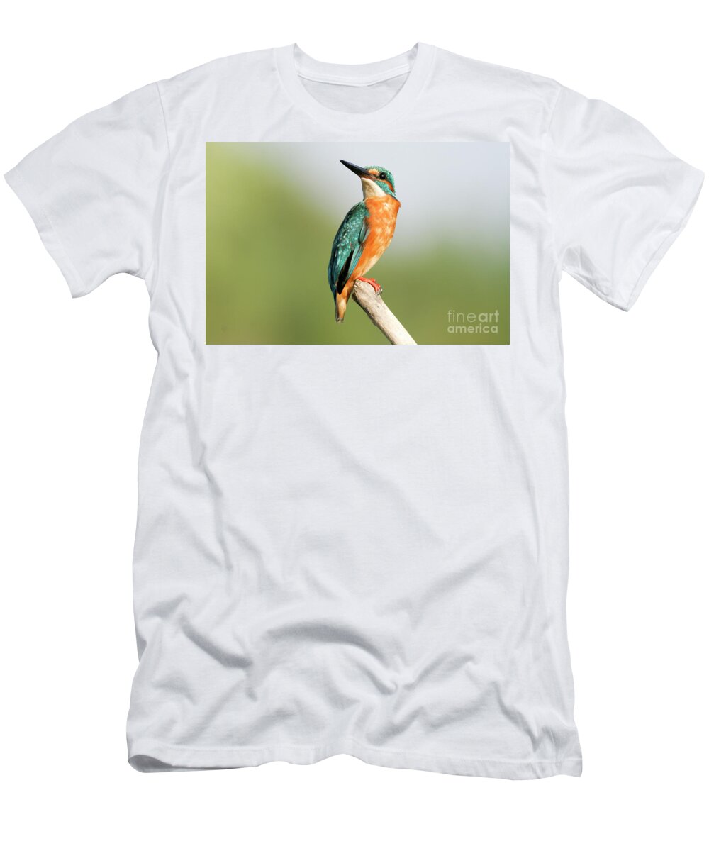 Common Kingfisher T-Shirt featuring the photograph Common Kingfisher Alcedo atthis #2 by Alon Meir