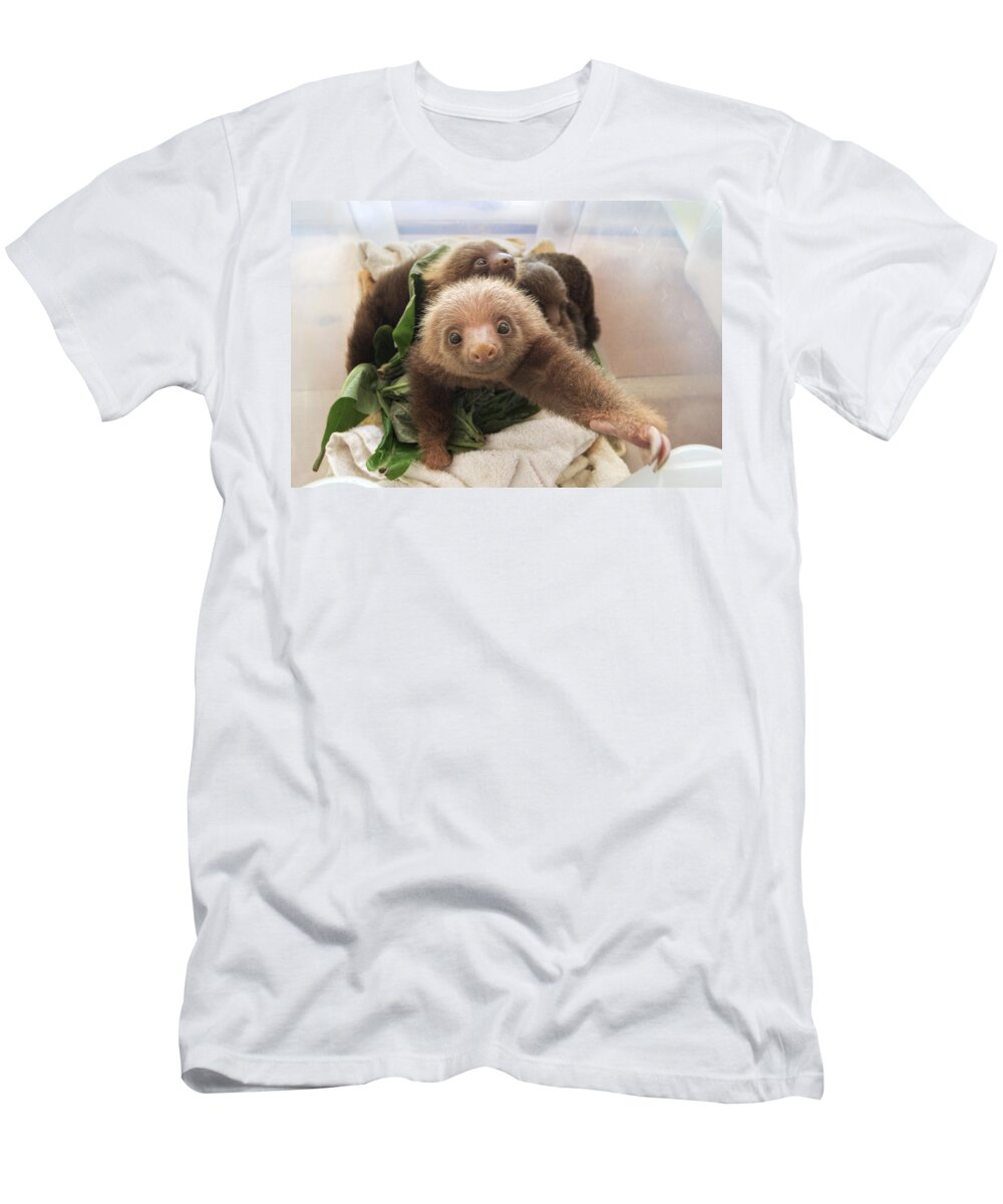 Mp T-Shirt featuring the photograph Hoffmanns Two-toed Sloth Choloepus by Suzi Eszterhas