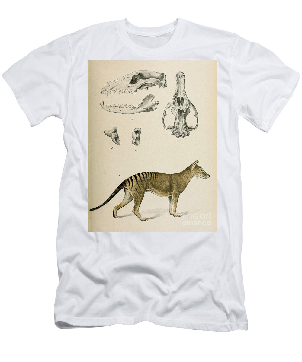 tasmanian tiger shirt