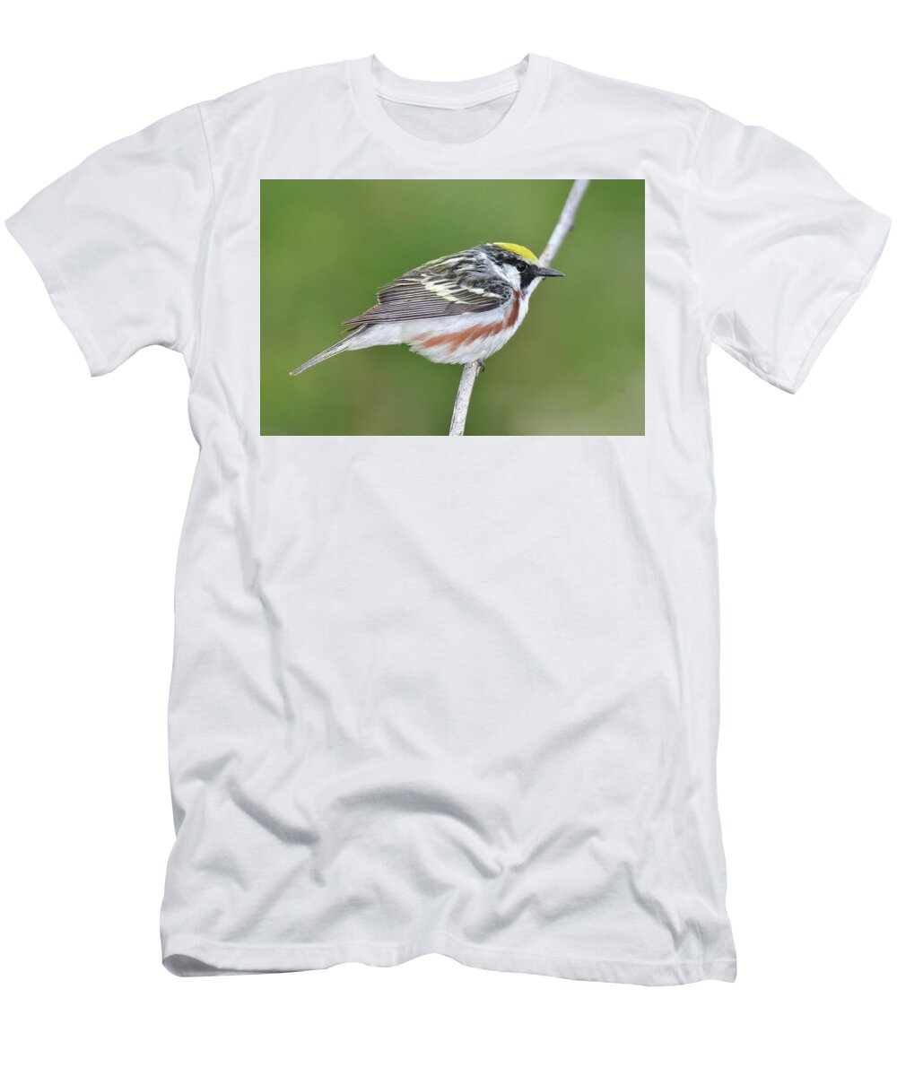 Bird T-Shirt featuring the photograph Chestnut-sided Warbler #8 by Alan Lenk