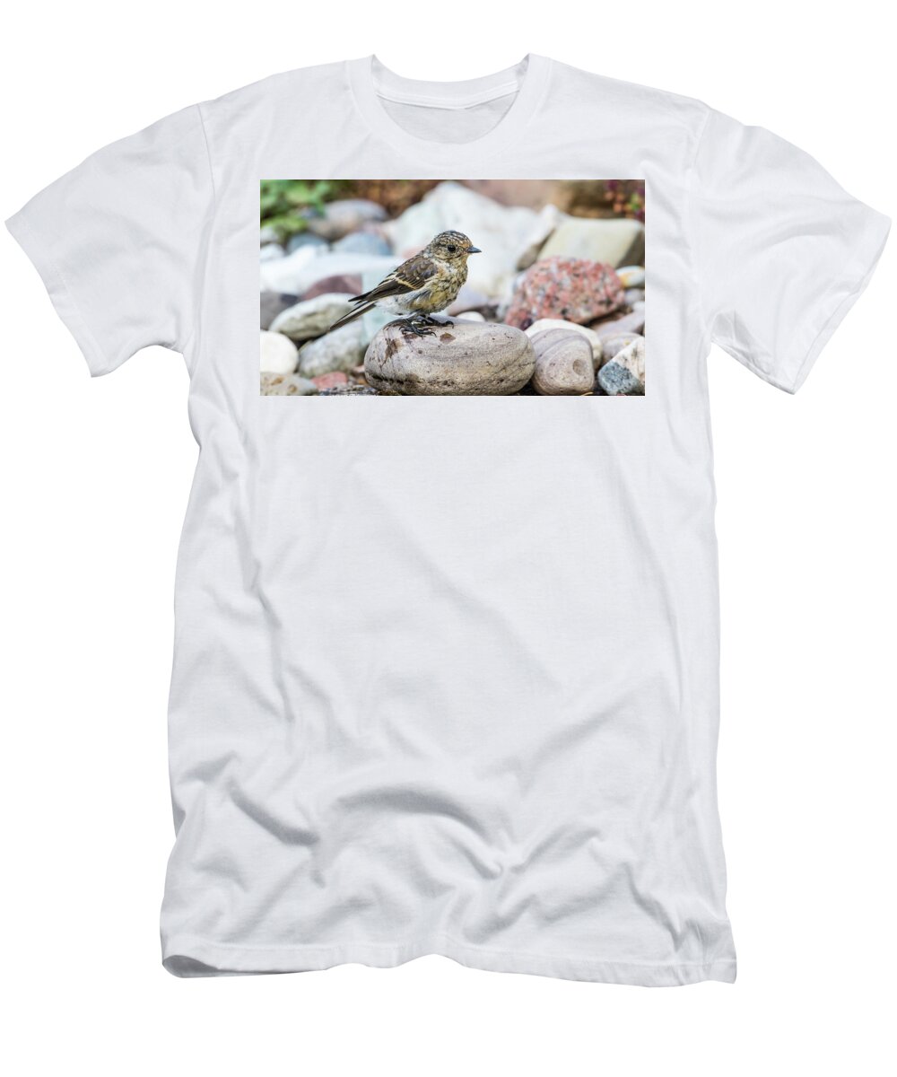 Pied Flycatcher T-Shirt featuring the photograph After bath by Torbjorn Swenelius