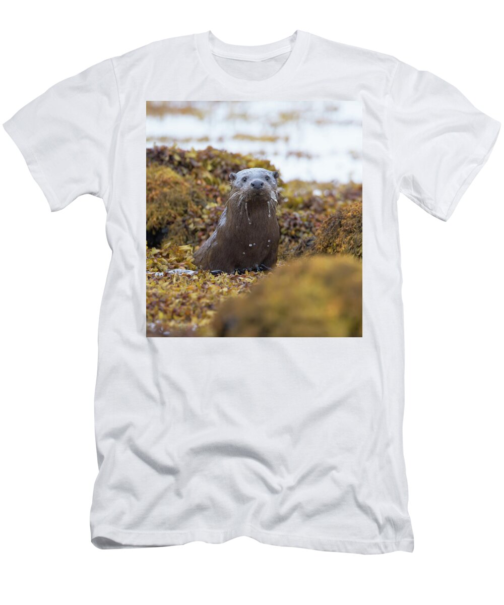 Otter T-Shirt featuring the photograph Alert Female Otter by Pete Walkden