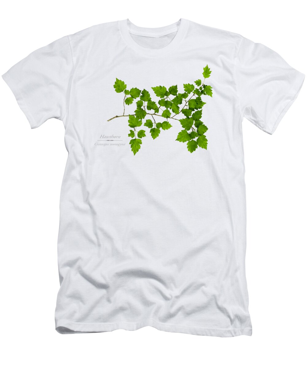 Leaves T-Shirt featuring the photograph Hawthorn by Christina Rollo
